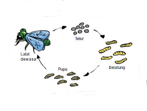 Daur Hidup Lalat dan Faktor yang Mempengaruhi ...