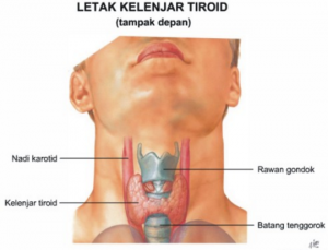 kelenjar-tiroid