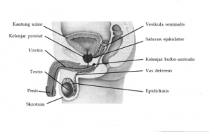 organ penyusun sistem reproduksi pria