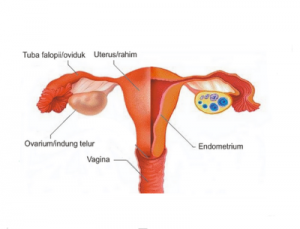 organ penyusun sistem reproduksi wanita
