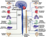 Sistem Saraf Pada Manusia dan Fungsinya - DosenBiologi.com