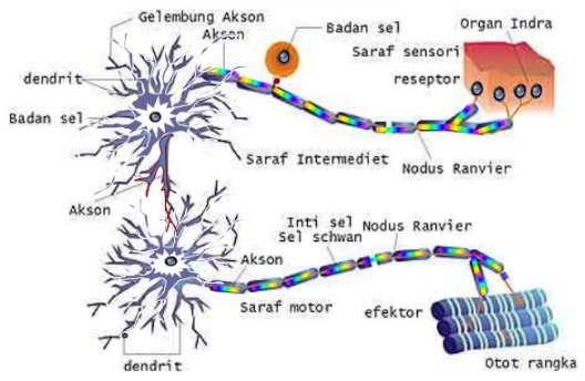Sistem Saraf Pada Manusia dan Fungsinya - DosenBiologi.com