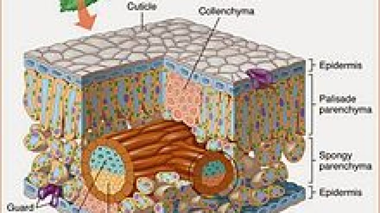 Sitoplasma merupakan cairan pengisi ruang sel yang banyak mengandung organel sel. berikut ini organel sel yang dimiliki oleh hewan maupun tumbuhan adalah