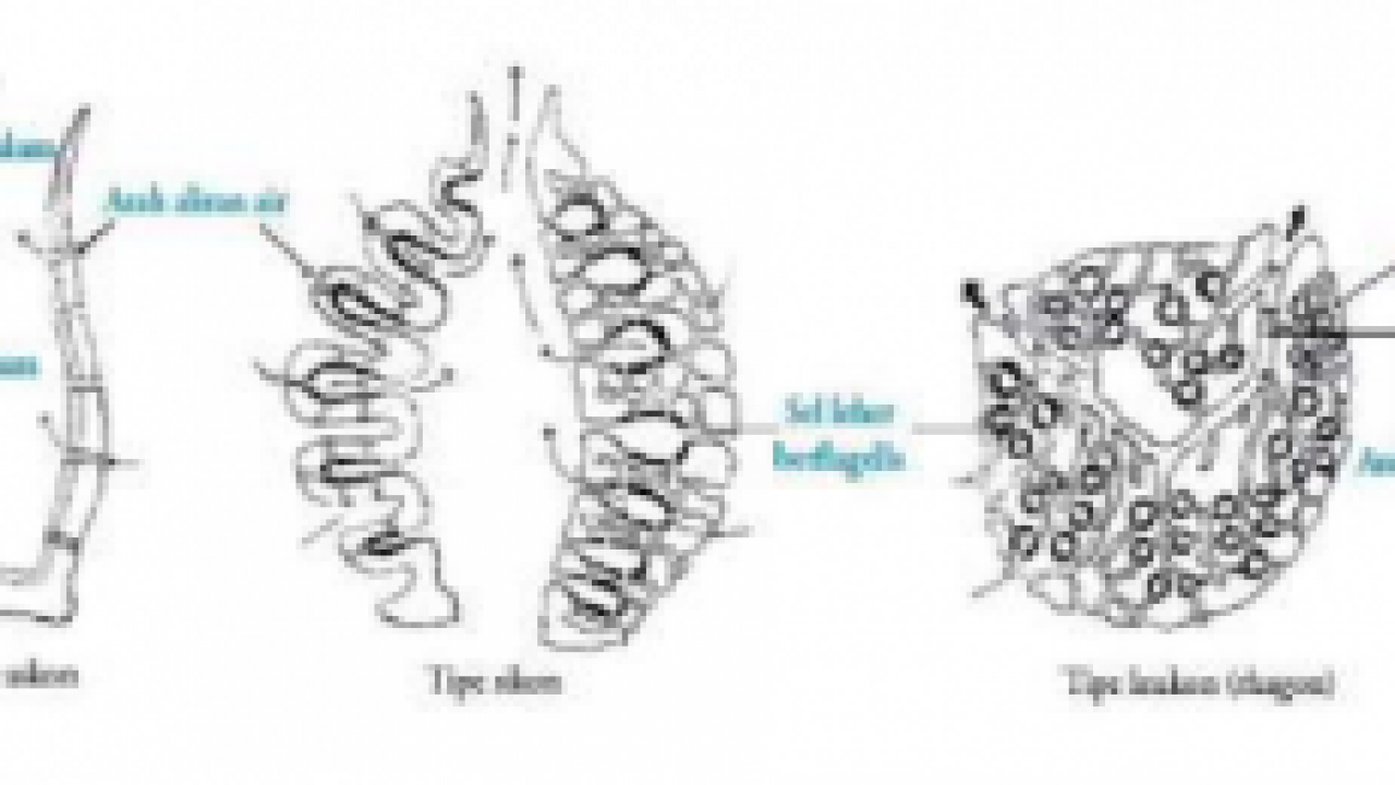 Klasifikasi Filum Porifera Pengertian Ciri Ciri Dan Contoh Nya