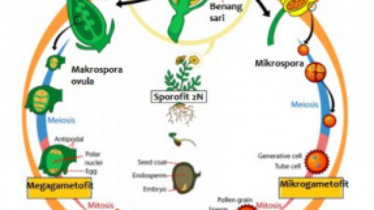 Siklus Hidup Tumbuhan Angiospermae Dan Penjelasannya
