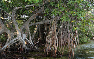 Fungsi Hutan Mangrove Bagi Kehidupan Manusia Dosenbiologi Com