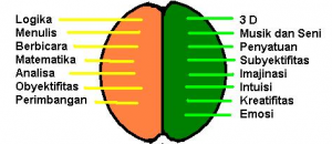  Perbedaan  Fungsi  Otak Kanan dan  Otak Kiri Manusia 