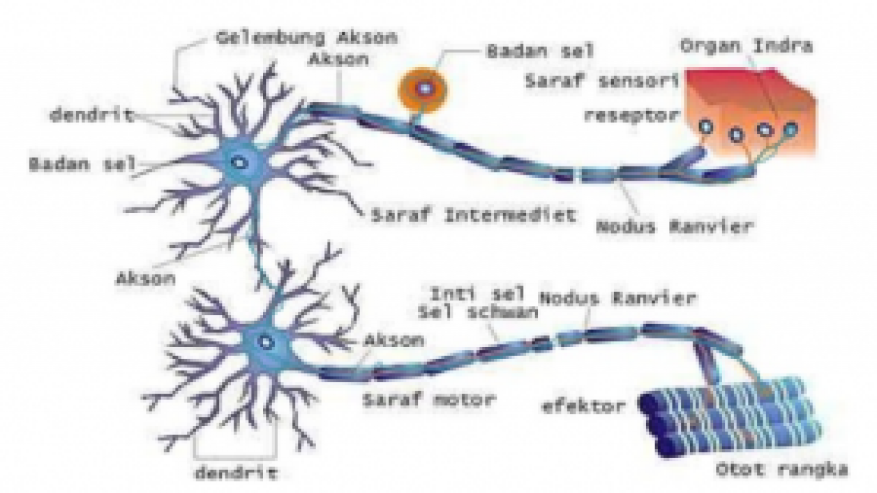 Mekanisme Kerja Sistem Saraf Dalchaebi