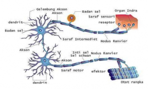 Sistem saraf pusat
