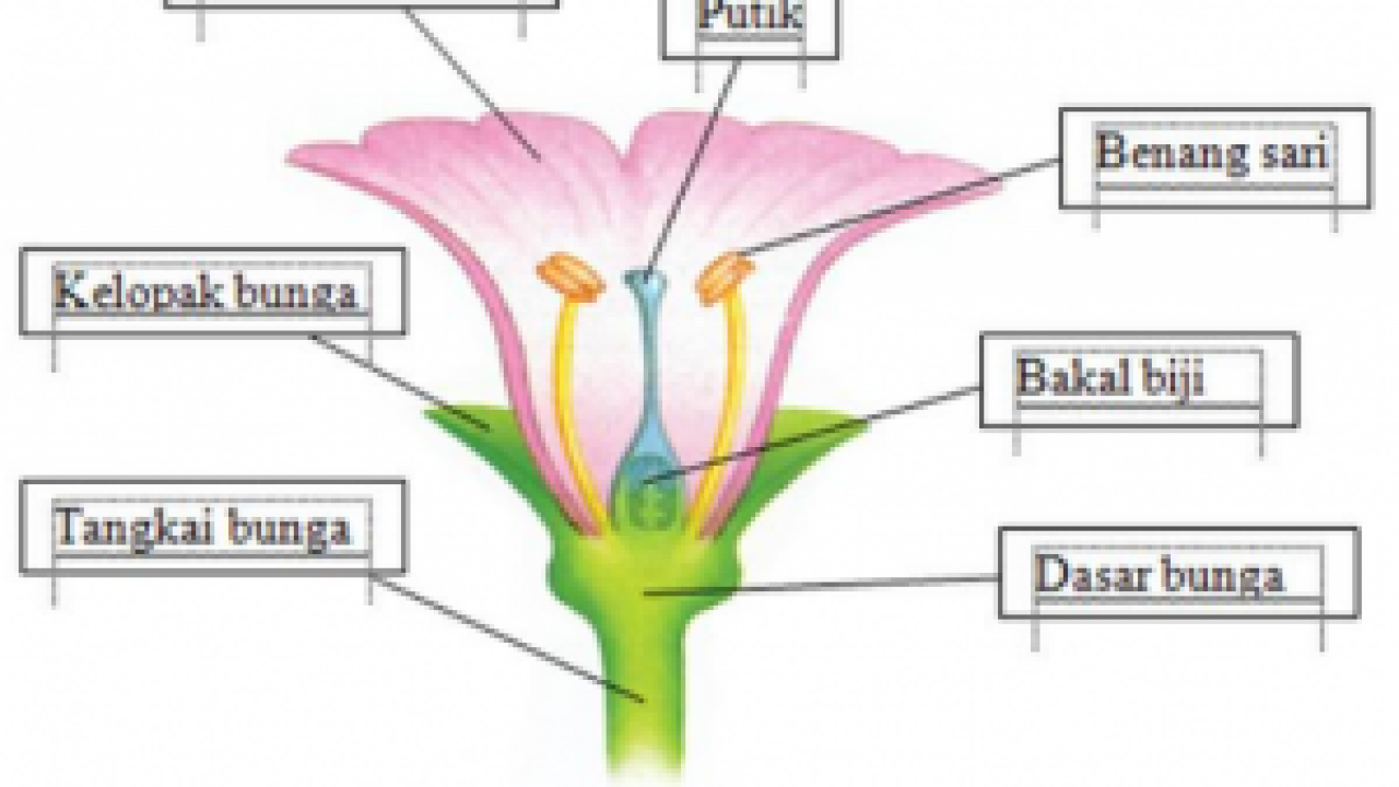 Struktur Anatomi Bunga Dan Fungsinya Dosenbiologi Com