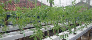 cara-menanam-hidroponik-tomat