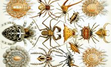 Ciri Ciri Hewan Arthropoda Terlengkap Beserta Penjelasannya