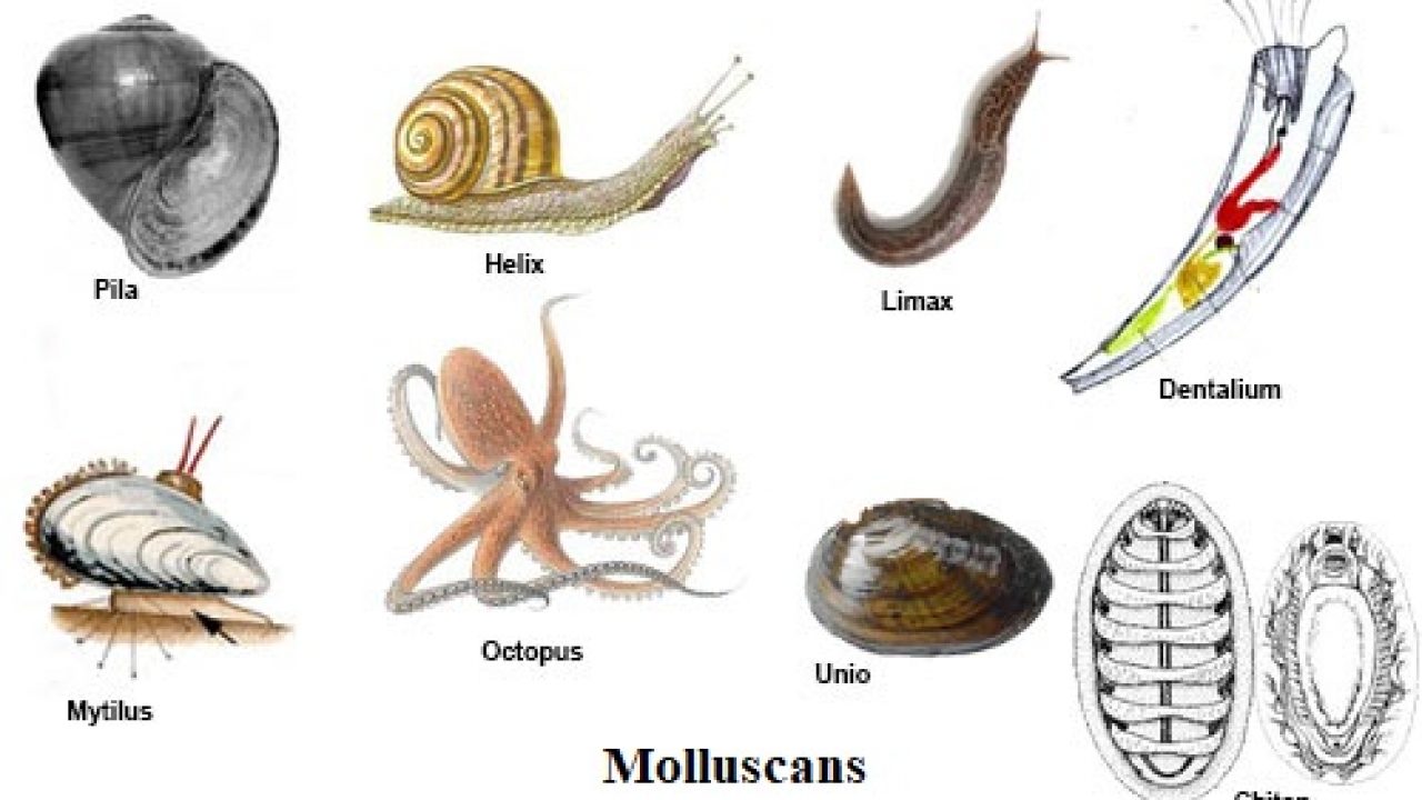 Materi Tentang Mollusca IlmuSosial id
