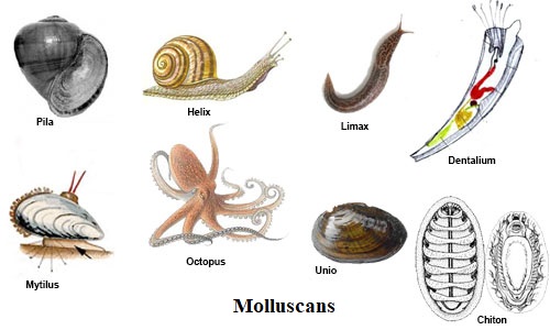 Ciri Ciri Hewan  Mollusca  Terlengkap Beserta Penjelasannya 