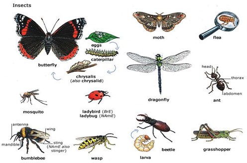 Ciri Ciri Hewan  Insecta  Terlengkap Beserta Penjelasannya 