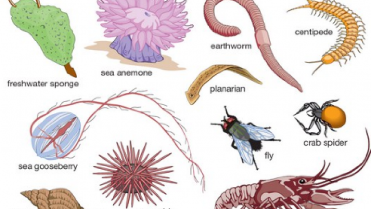 Klasifikasi Gambar Hewan Vertebrata Dan Invertebrata
