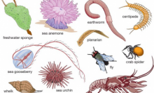 Ciri Ciri Hewan Insecta Terlengkap Beserta Penjelasannya Dosenbiologi Com