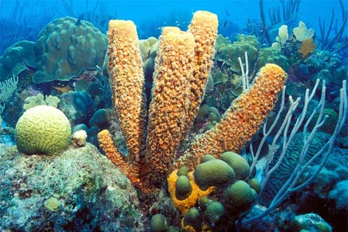 Ciri Ciri Hewan Porifera Terlengkap Beserta Penjelasannya